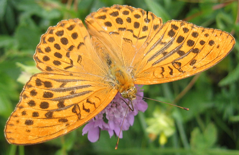 Argynnis paphia (m.) Nymphalidae........dal Trentino